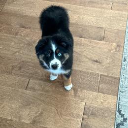 Miniature American Shepherd and Miniature Australian Shepherd Puppies from ATX Mini Aussies