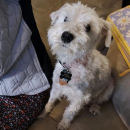Miniature Schnauzers from Freeman's Mini Schnauzers