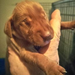 Girl 1 - Golden rust female Vizsla puppy in Linden, Michigan from Shadow Creek Kennel