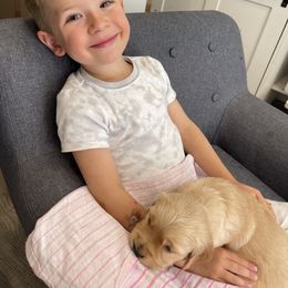 Golden Retriever Puppies from Upper Park Goldens