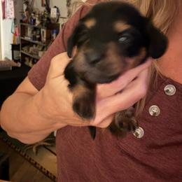 Girl 2 - Black and tan female Dachshund puppy in Falcon, Missouri from K2D2 Farm