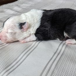 Border Collie Puppies from Sarah M Kwilinski
