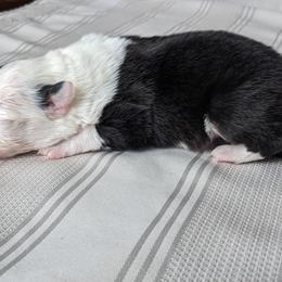 Border Collie Puppies from Sarah M Kwilinski