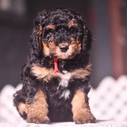 Red - Phantom female Bernedoodle puppy in Macomb, Oklahoma from Fife and Wife Ranch LLC