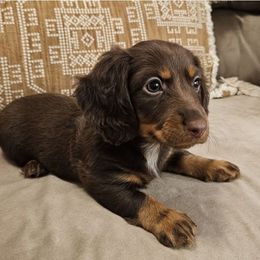 Dachshund Puppies from Duran Dachshunds