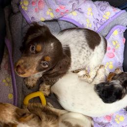 Elliot - Piebald male Dachshund puppy in Irving, Texas from DFW Dachshunds by G & S