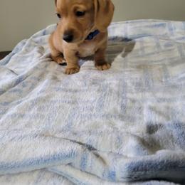 Woody - Red male Dachshund puppy in Round Lake Beach, Illinois from Doxie Dynasty