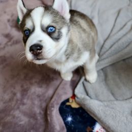 Siberian Husky Puppies from Maryland River