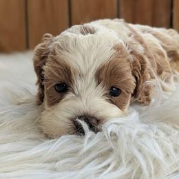 Ivy - Buff and white female Cockapoo puppy in Salt Lake City, Utah from Utah Cocker Spaniels