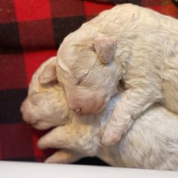 Lagotto Romagnolo Puppies from CreekSide Lagotto