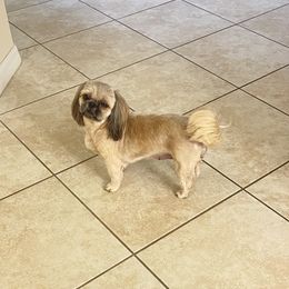 Star - Shih Tzu
