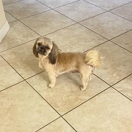 Star - Shih Tzu