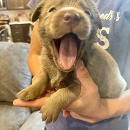 Dilute Retriever Puppies from Summer Lovin’ Labradors of Southern