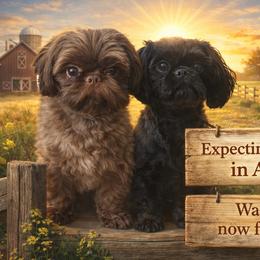 Shih Tzu puppies from Anna’s Farmhouse Shihtzus