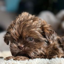 Tootsie - Liver male Shorkie puppy in Idaho from Little Rascal Ranch