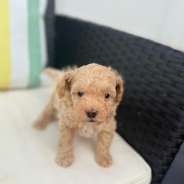 Carl - Cream male Poodle puppy in Kissimmee, Florida from Poodles Are Mixy