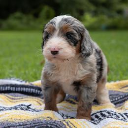 Cloud Jumper - Blue merle female Aussiedoodle puppy in Mountain Home, Arkansas from Amos and Oak Doodles