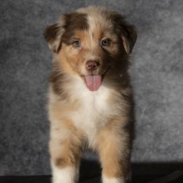Australian Shepherd puppies from Veritas Australian Shepherds
