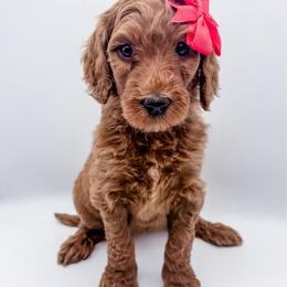 Tortilla - Red  female Goldendoodle puppy in Mecklenburg County, North Carolina from Rustic Road Doodles