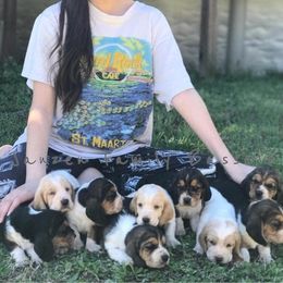 Basset Hound Puppies from Janzen Family Bassets