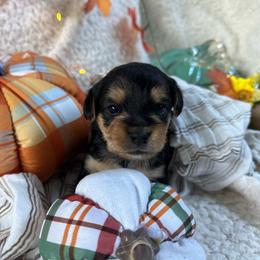 Pumpkin - Black and tan female Morkie puppy in Lawrenceville, Georgia from Georgias Finest Puppies
