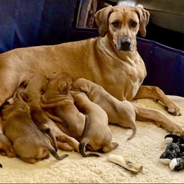 Rhodesian Ridgeback Puppies from Lyonnese Rhodesian Ridgebacks