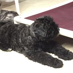 Bouvier des Flandres Puppies from I'm Special Bouviers