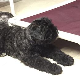 Bouvier des Flandres Puppies from I'm Special Bouviers