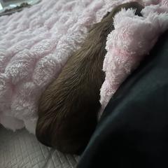 Shorkie Puppies from Evelyn Renee House of Aces