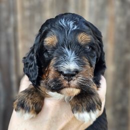 Aussiedoodle puppies from Mc Doodles of Texas LLC