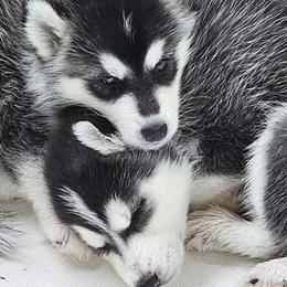 Pomsky Puppies from Peoria Pomskies