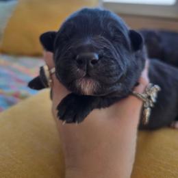 Stardust - Black female Keeshond puppy in Logan, Ohio from Hocking Hills Keeshonds