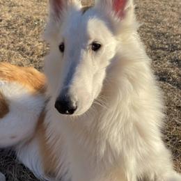Collies and Pomeranians from Shakhor Ohr Collies and Pomeranians
