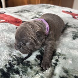 Gidget - Blue female French Bulldog puppy in Alabama from Southern Bulldogs