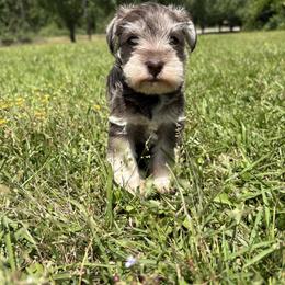 Josie - Liver female Miniature Schnauzer puppy in Jayess, Mississippi from Barbara Clark