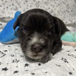 Celestial A.K.A Celest - Liver female Miniature Schnauzer puppy in Hemet, California from Journee Home Mini Schnauzers