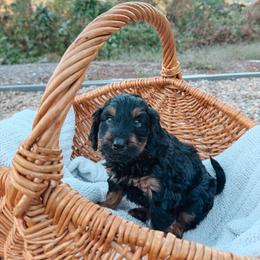 Cash - Black phantom male Aussiedoodle puppy in Tryon, North Carolina from Melrose Mountain Farm