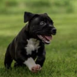 American Staffordshire Terriers from X-Pertise American Staffordshire Terrier