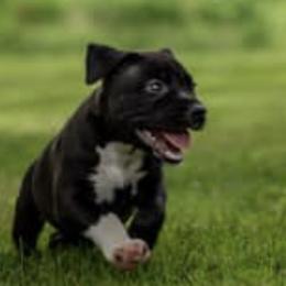 American Staffordshire Terriers from X-Pertise American Staffordshire Terrier