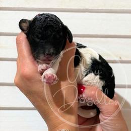 White - Black and white female Bernedoodle puppy in Rockwall, Texas from Glory Doodles