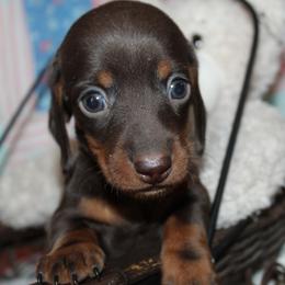 Boy 2 - Chocolate and tan male Dachshund puppy in Craig, Colorado from Rocky Mountain Shih Tzus and Dry Creek Miniature Dachshunds