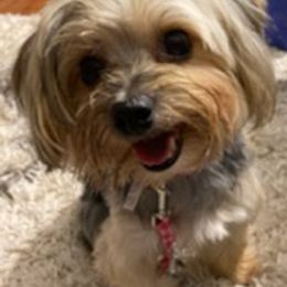 Morkies and Yorkshire Terriers from Lady Watkins Kennels