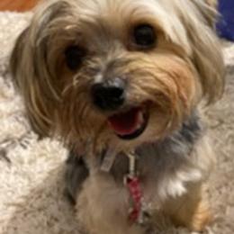 Morkies and Yorkshire Terriers from Lady Watkins Kennels