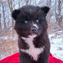 Trinity - Black female Siberian Husky puppy in West Liberty, Ohio from Skyfallsiberians