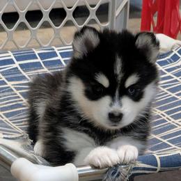 Remi-2200 - Black and white female Pomsky puppy in Spring Hill, Florida from www.PuppyTimeEmporium.com