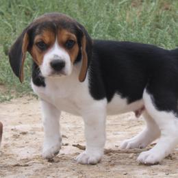 Nevada Ranger - Black tan and white male Beagle puppy in Spring Creek, Nevada from Badland Kennel