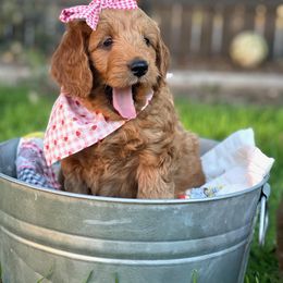 Goldendoodle Puppies from JD GoldenDoodles