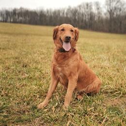 Juno - Golden Retriever