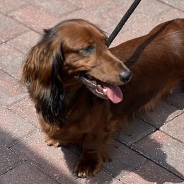Dachshunds from Evolutionary Hounds