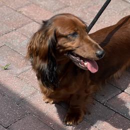 Dachshunds from Evolutionary Hounds